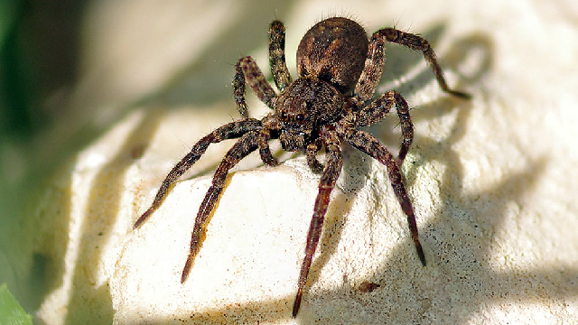 Kids Quiz | Lukogames